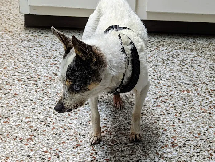 Woodsdale Animal Hospital 4