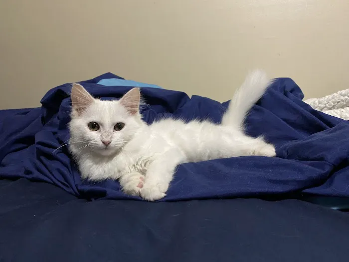 Woodsdale Animal Hospital 6