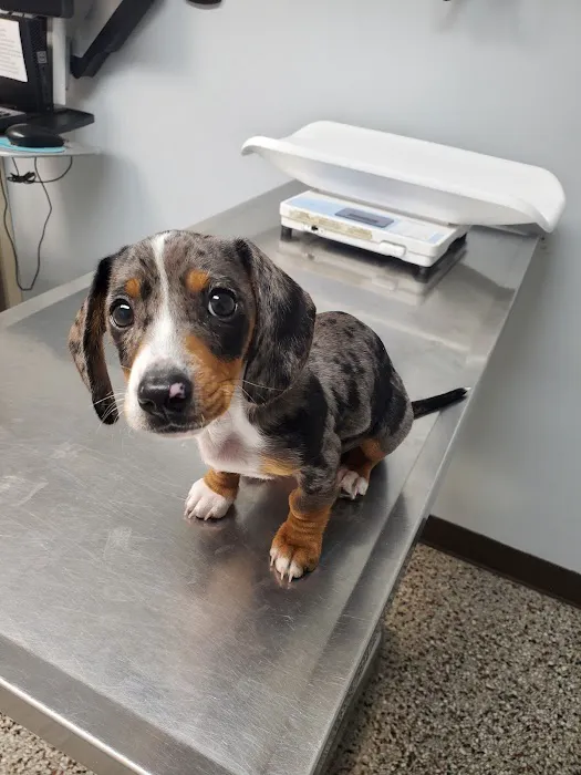 Woodsdale Animal Hospital 5