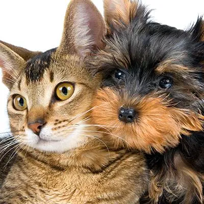 Animal Medical Clinic of South Boston 1