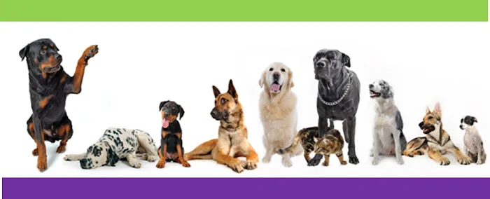 Animal Medical Clinic of South Boston 5