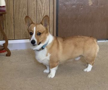 Halifax County Veterinary Center