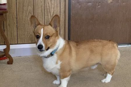 Halifax County Veterinary Center