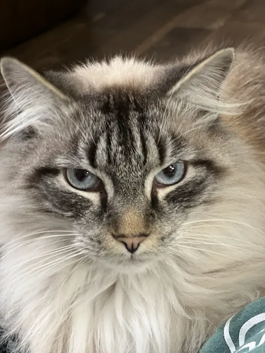 Roxboro Animal Hospital 12