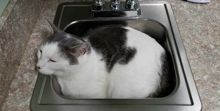 Roxboro Animal Hospital 12