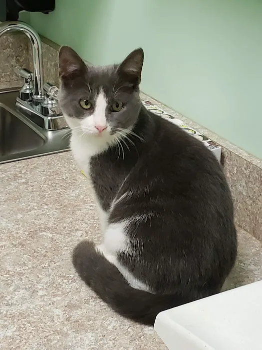 Roxboro Animal Hospital 12