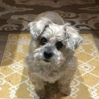 Gentle Care Animal Hospital ico