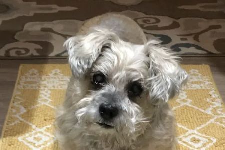 Gentle Care Animal Hospital