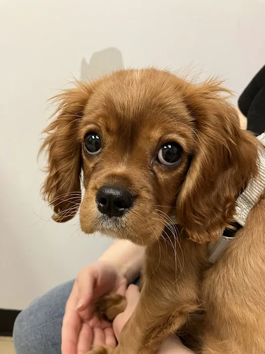 Seven Hills Pet Wellness Center & Preventive Care 5