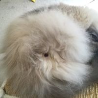 Seven Hills Pet Wellness Center & Preventive Care ico