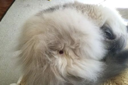 Seven Hills Pet Wellness Center & Preventive Care