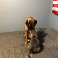 Seven Hills Animal Hospital: Douglas Joanne S DVM ico