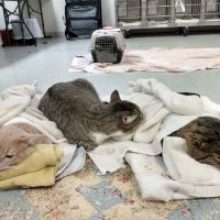 South Central Spay Neuter Clinic a part of Lynchburg Humane Society ico