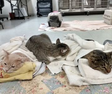South Central Spay Neuter Clinic a part of Lynchburg Humane Society