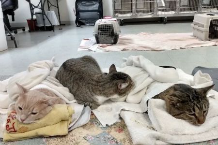 South Central Spay Neuter Clinic a part of Lynchburg Humane Society