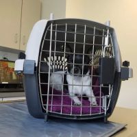 Lake Forest Animal Hospital: Holley Angela E DVM ico