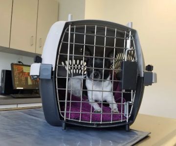 Lake Forest Animal Hospital: Holley Angela E DVM