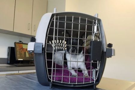 Lake Forest Animal Hospital: Holley Angela E DVM