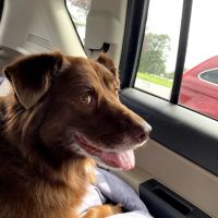Lake Forest Animal Hospital ico