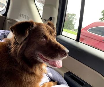 Lake Forest Animal Hospital