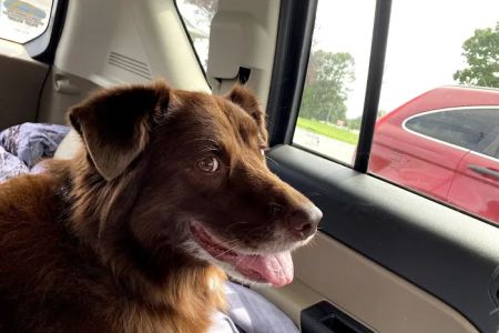 Lake Forest Animal Hospital