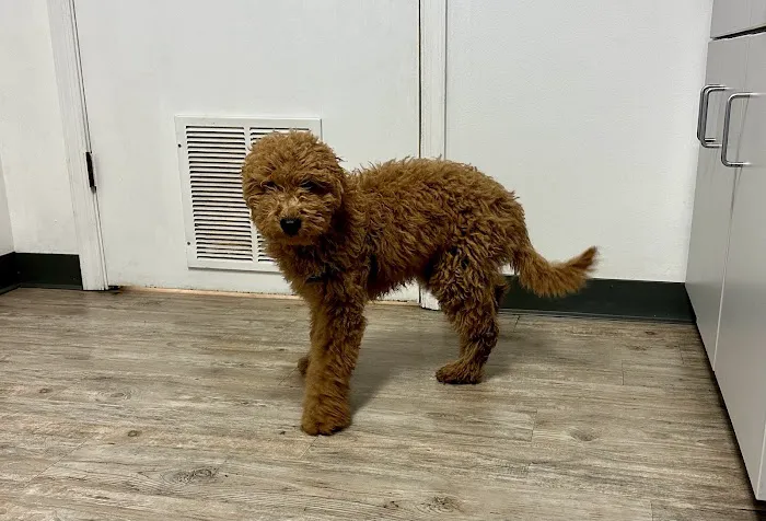 Lake Forest Animal Hospital 12