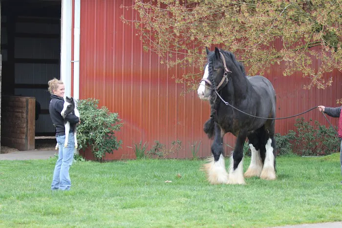 Oakhurst Equine Veterinary Services 8