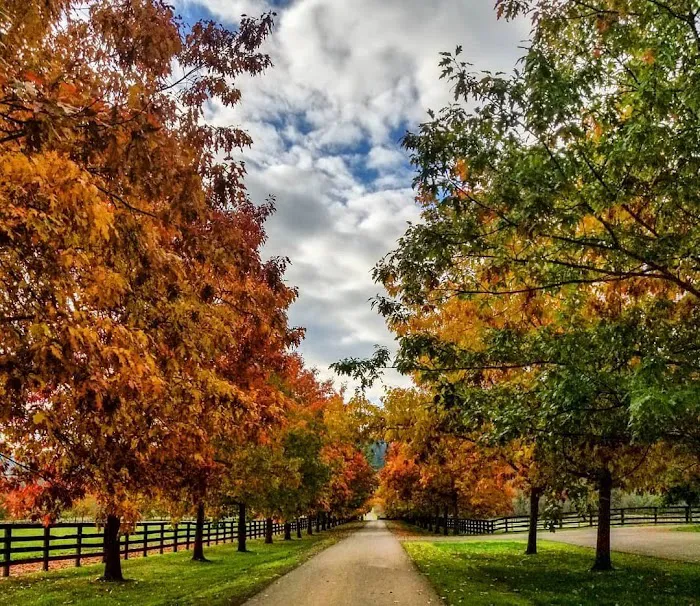 Oakhurst Equine Veterinary Services 9