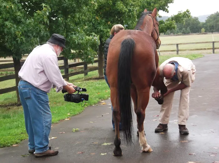 Oakhurst Equine Veterinary Services 7