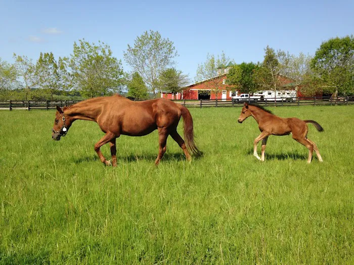 Oakhurst Equine Veterinary Services 5