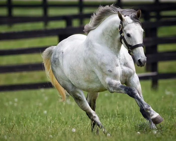 Oakhurst Equine Veterinary Services 4
