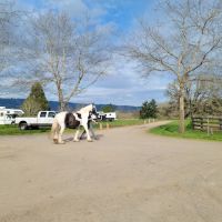 Oakhurst Equine Veterinary Services ico