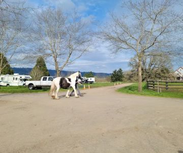 Oakhurst Equine Veterinary Services