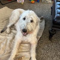 Orchard View Veterinary Center ico