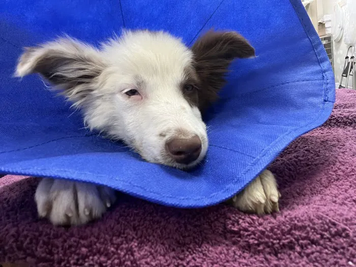 VCA River Road Animal Clinic 12