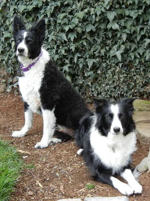 VCA Keizer Veterinary Hospital 12