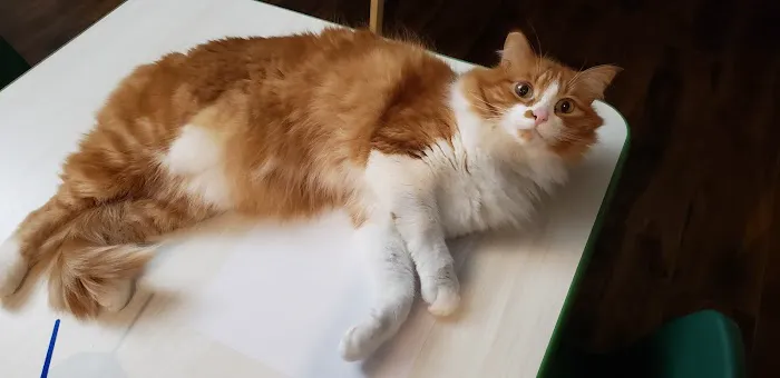VCA Keizer Veterinary Hospital 12