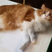 VCA Keizer Veterinary Hospital ico