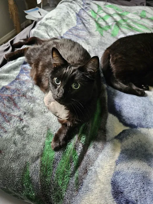 Oak Hills Veterinary & Salem Cat Clinic 12
