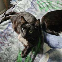 Oak Hills Veterinary & Salem Cat Clinic ico