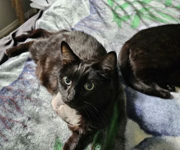 Oak Hills Veterinary & Salem Cat Clinic