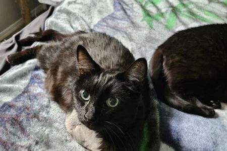 Oak Hills Veterinary & Salem Cat Clinic