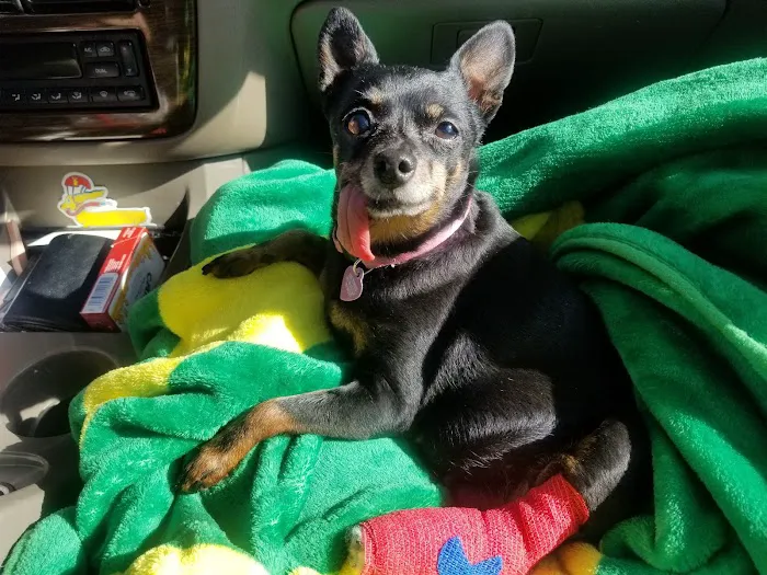 Salem Park Veterinary Clinic 12