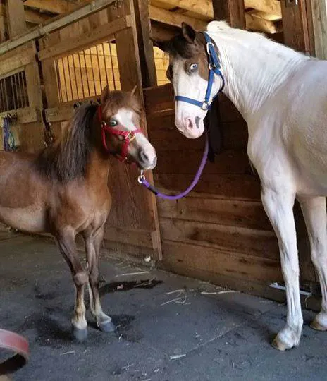 Valley Equine Veterinary Service Inc 4