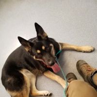McMinnville Veterinary Hospital ico