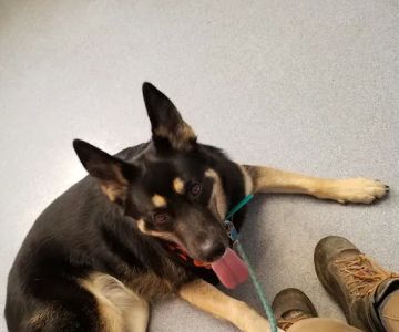 McMinnville Veterinary Hospital