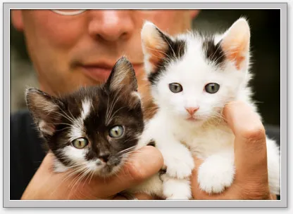 Good Neighbor Vet 1