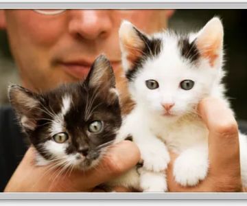 Good Neighbor Vet