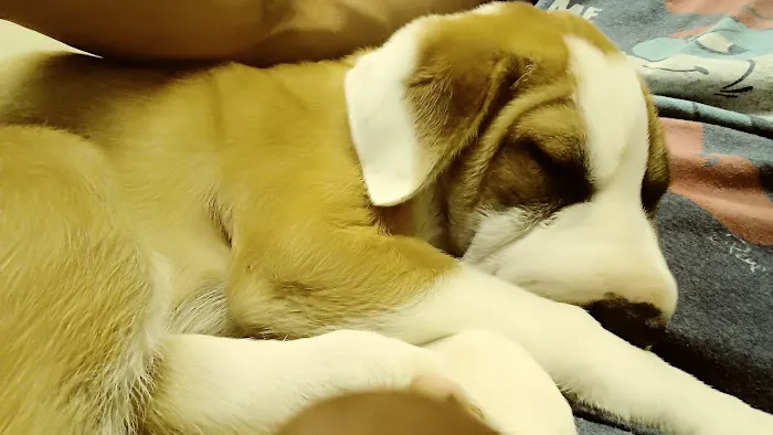 Paws Animal Hospital 2