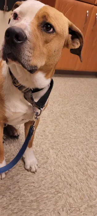 Paws Animal Hospital 6